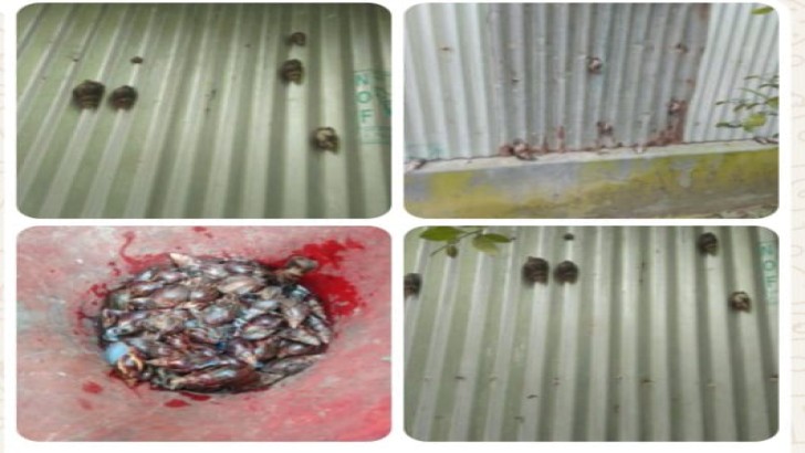 ছবি: নিউজ এক্সপ্রেস