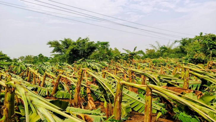 সংগৃহীত